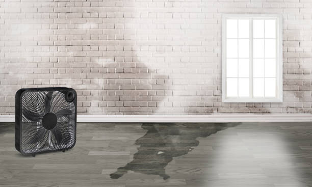 Best Water damage cleanup near me  in Remsenburg Speonk, NY